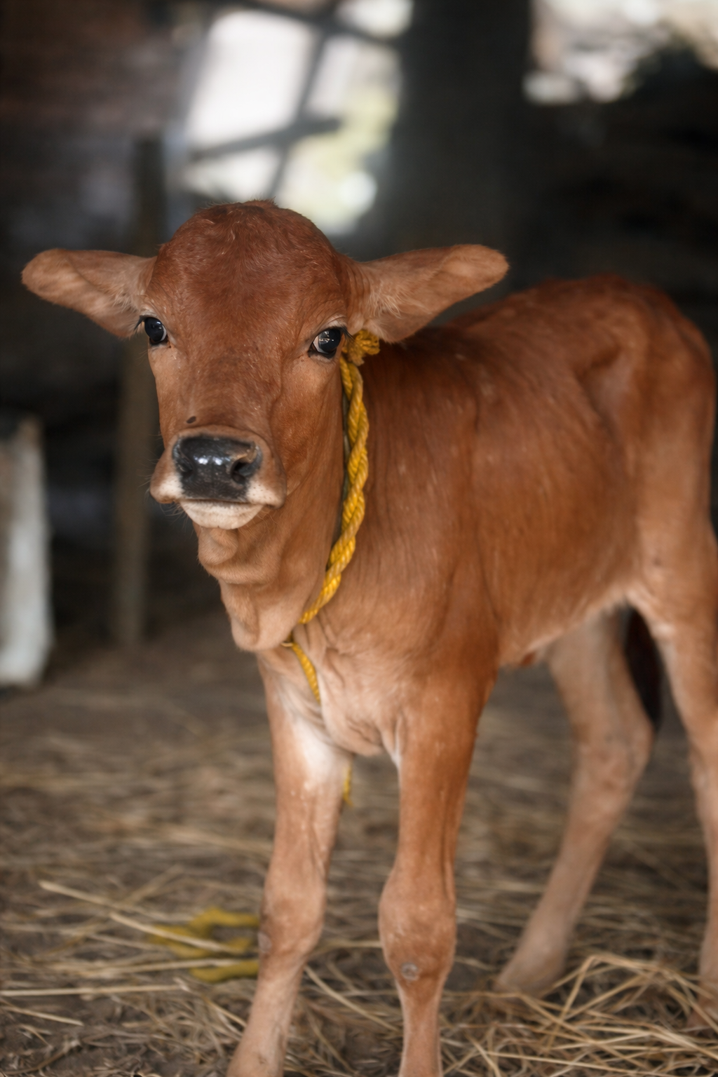 Cow 2